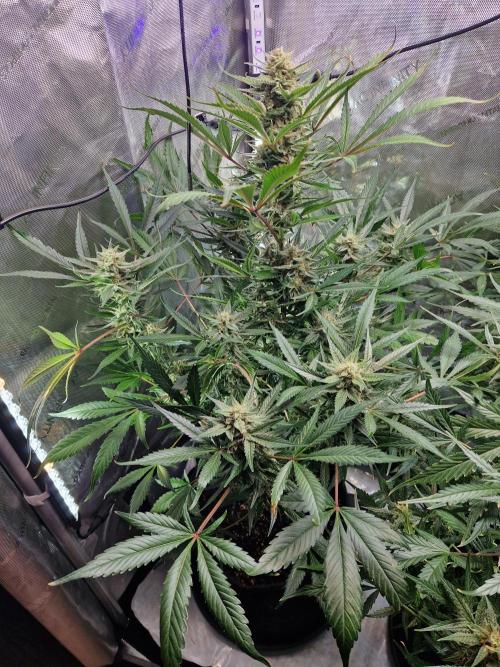 Cookies & Citrus Chronicles. Week 10