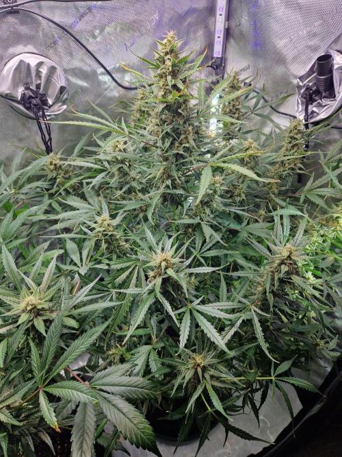 Cookies & Citrus Chronicles. Week 10