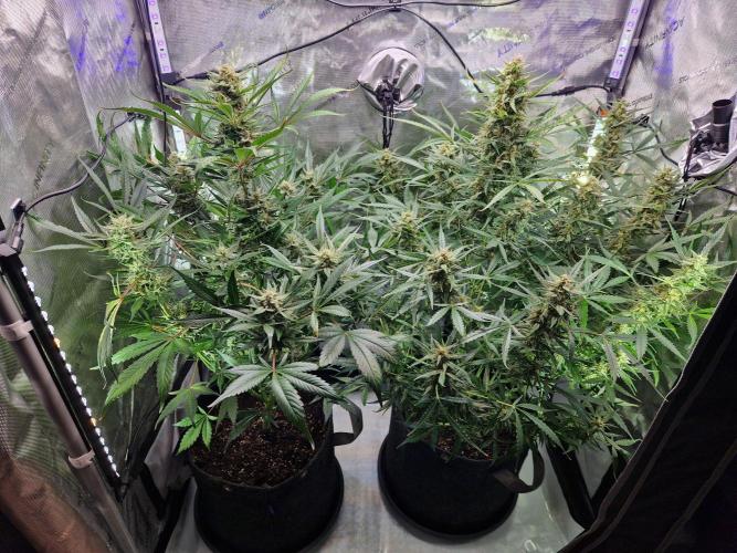Cookies & Citrus Chronicles. Week 10