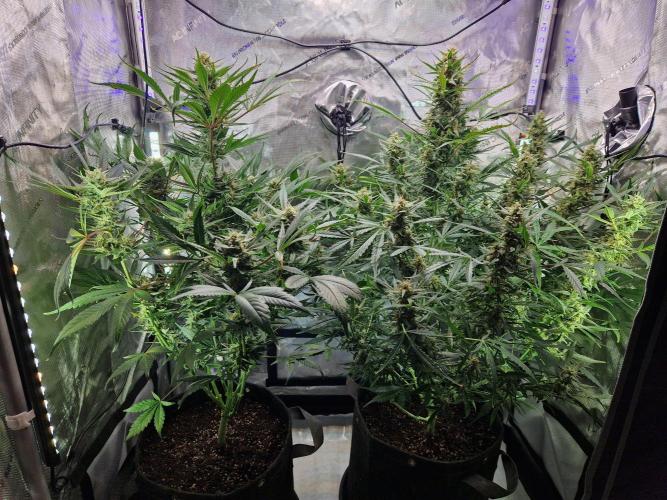 Cookies & Citrus Chronicles. Week 10