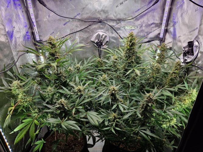 Cookies & Citrus Chronicles. Week 11