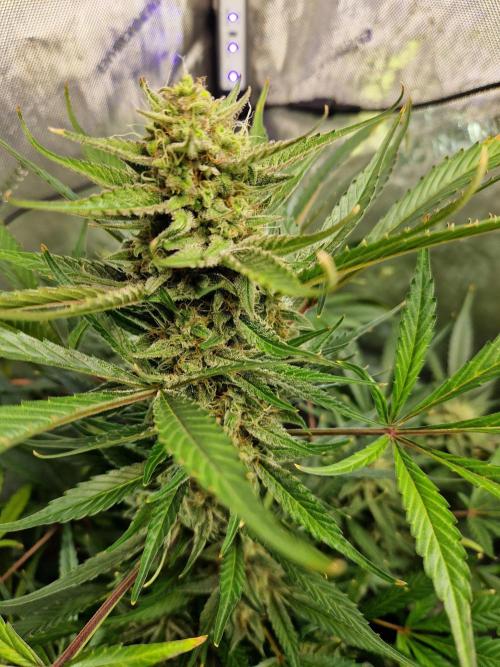 Cookies & Citrus Chronicles. Week 11
