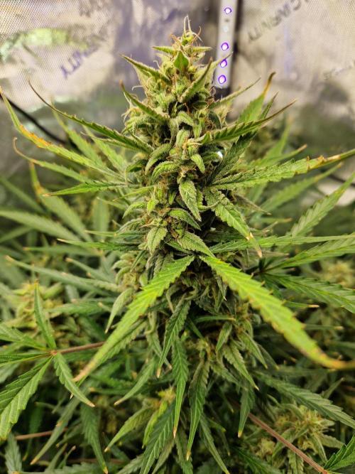 Cookies & Citrus Chronicles. Week 11