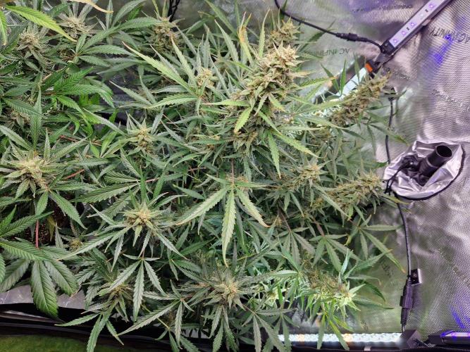 Cookies & Citrus Chronicles. Week 11
