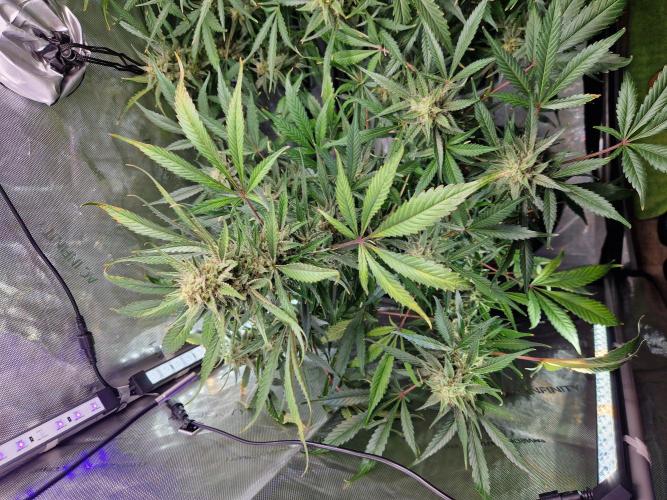 Cookies & Citrus Chronicles. Week 11