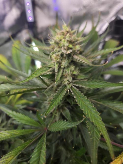 Cookies & Citrus Chronicles. Week 11