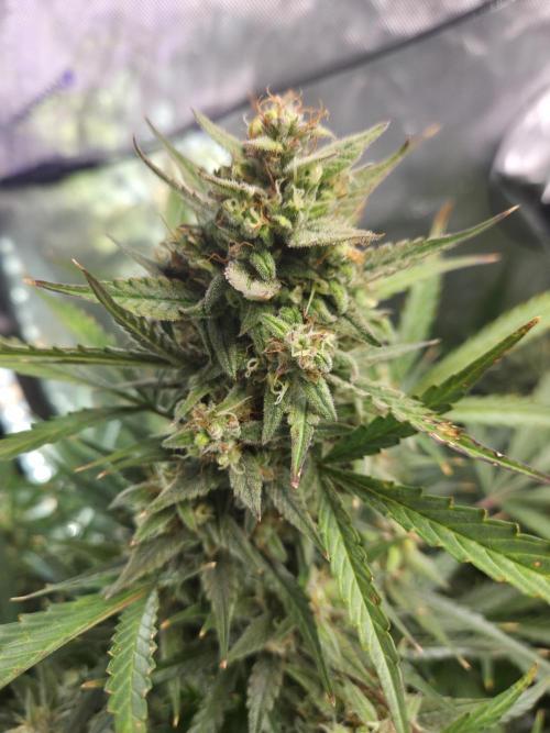 Cookies & Citrus Chronicles. Week 11