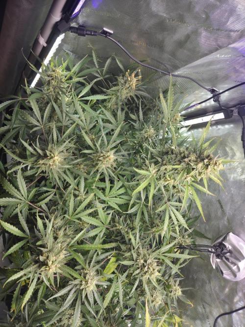 Cookies & Citrus Chronicles. Week 11