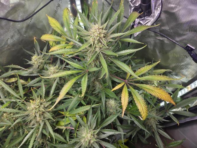 Cookies & Citrus Chronicles. Week 11