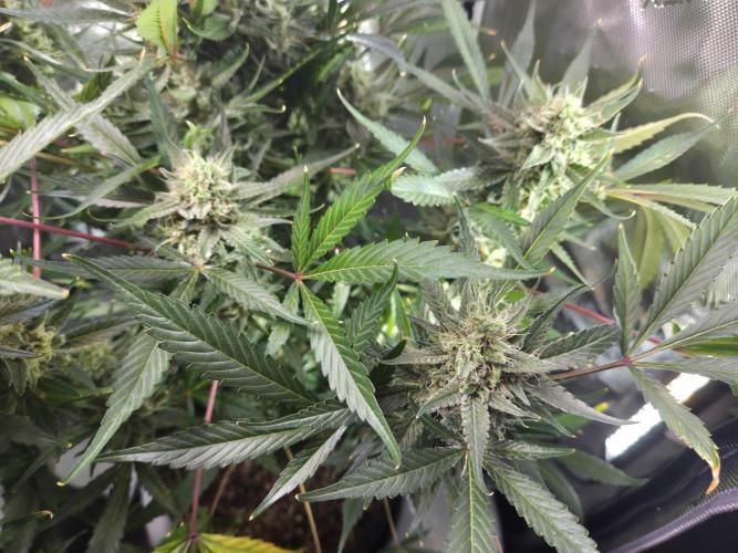 Cookies & Citrus Chronicles. Week 11