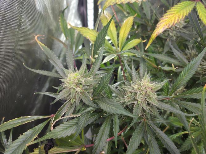 Cookies & Citrus Chronicles. Week 11