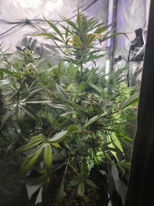 Cookies & Citrus Chronicles. Week 11