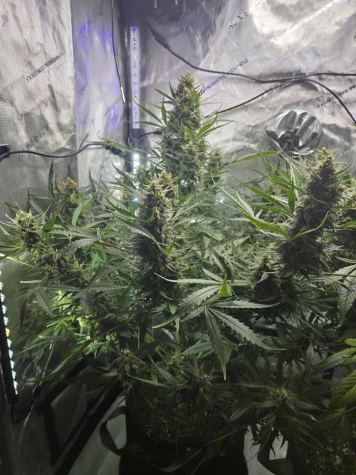 Cookies & Citrus Chronicles. Week 11