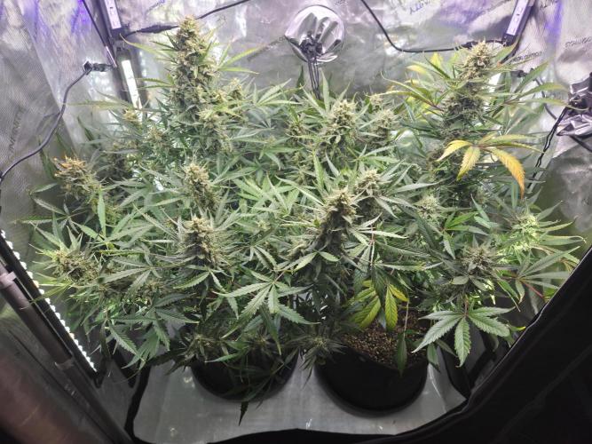 Cookies & Citrus Chronicles. Week 11