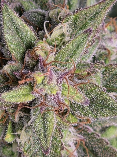 Cookies & Citrus Chronicles. Week 11