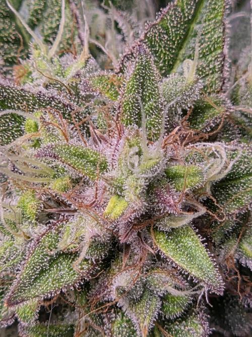 Cookies & Citrus Chronicles. Week 11