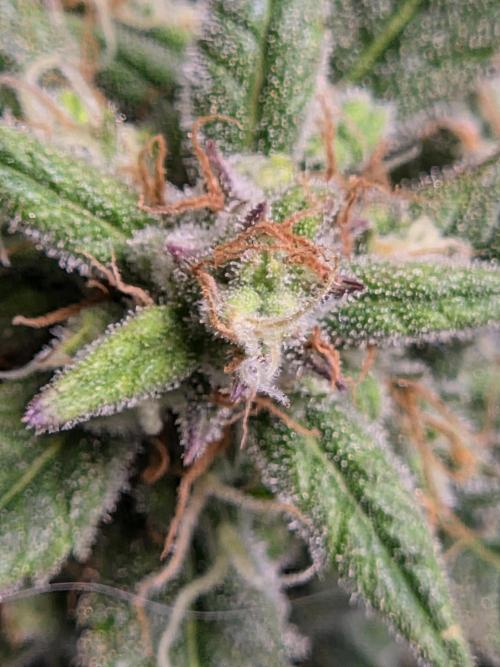Cookies & Citrus Chronicles. Week 11