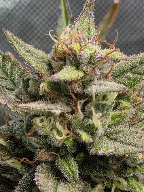 Cookies & Citrus Chronicles. Week 11