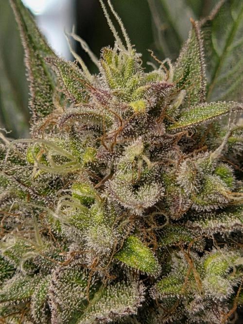 Cookies & Citrus Chronicles. Week 11