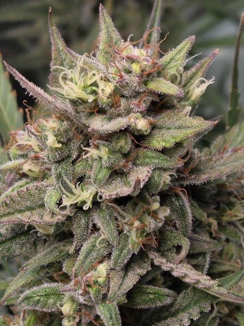 Cookies & Citrus Chronicles. Week 12