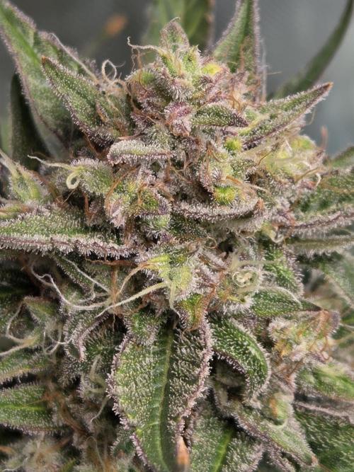 Cookies & Citrus Chronicles. Week 12