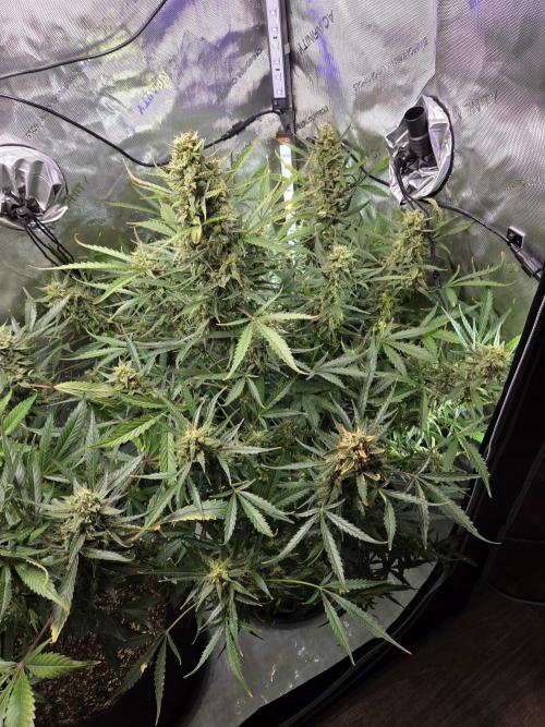 Cookies & Citrus Chronicles. Week 12