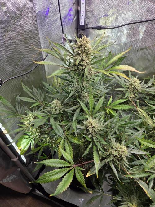 Cookies & Citrus Chronicles. Week 12