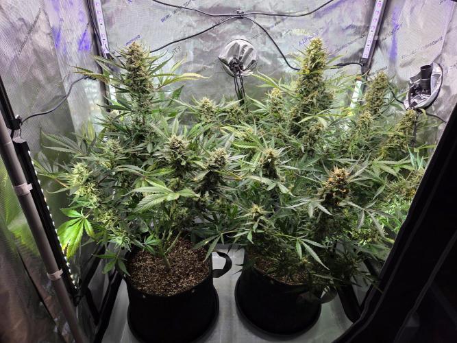 Cookies & Citrus Chronicles. Week 12