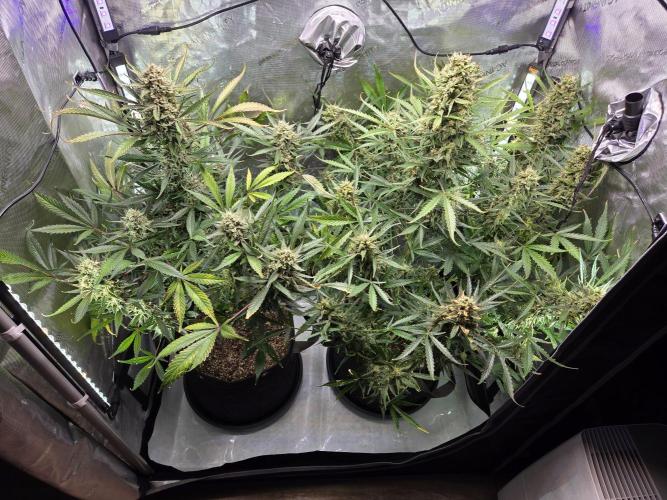 Cookies & Citrus Chronicles. Week 12