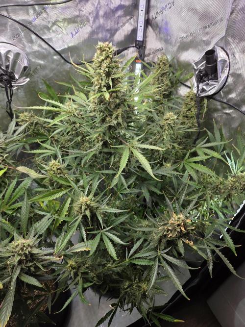 Cookies & Citrus Chronicles. Week 12