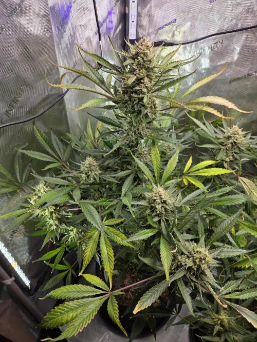 Cookies & Citrus Chronicles. Week 12