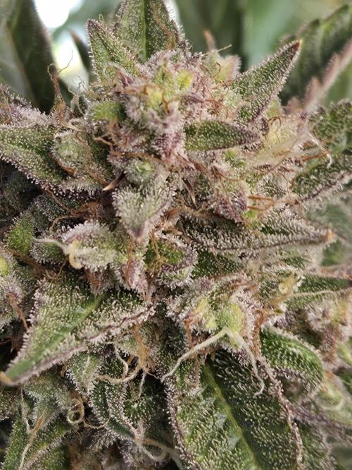 Cookies & Citrus Chronicles. Week 12