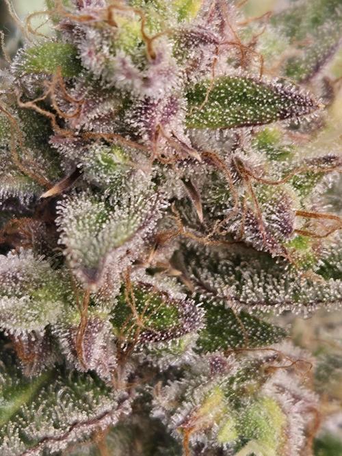 Cookies & Citrus Chronicles. Week 12