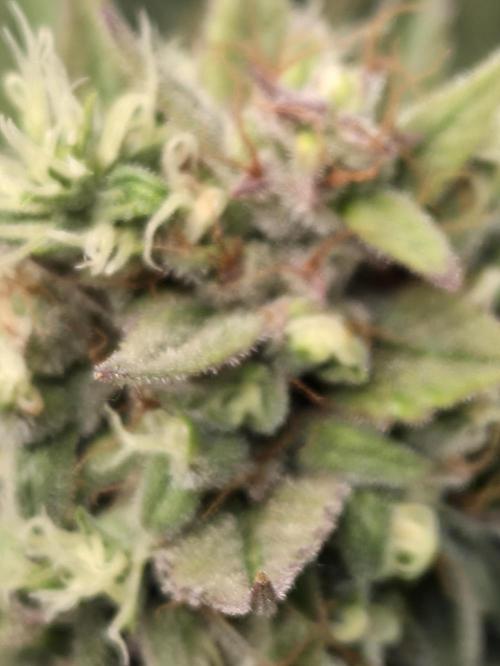 Cookies & Citrus Chronicles. Week 12