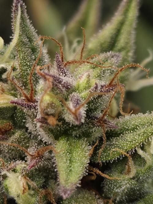Cookies & Citrus Chronicles. Week 12