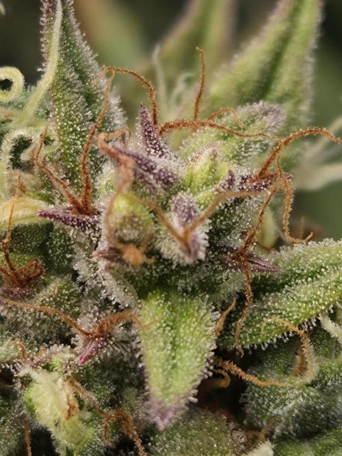 Cookies & Citrus Chronicles. Week 12