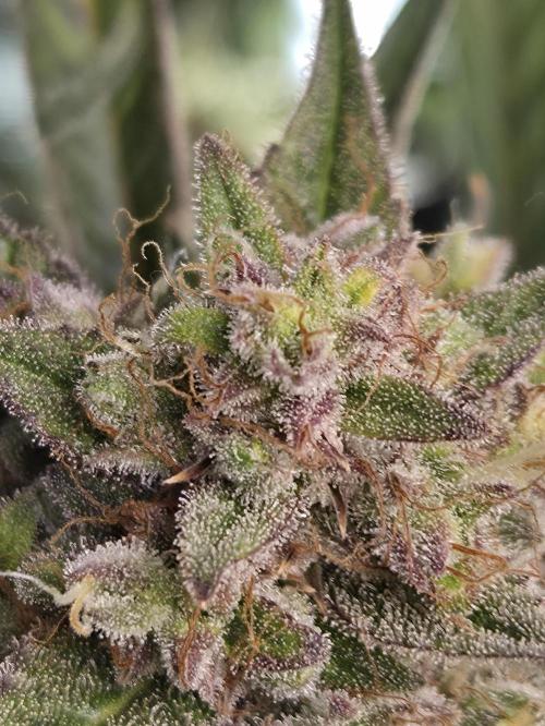Cookies & Citrus Chronicles. Week 12