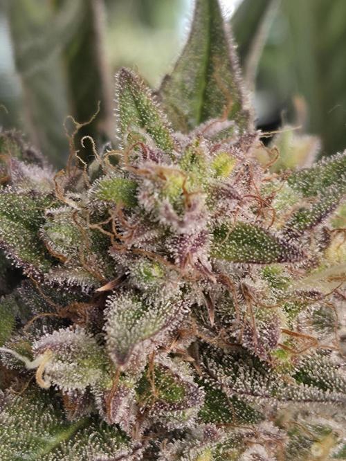 Cookies & Citrus Chronicles. Week 12
