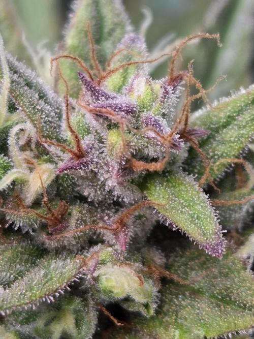 Cookies & Citrus Chronicles. Week 12
