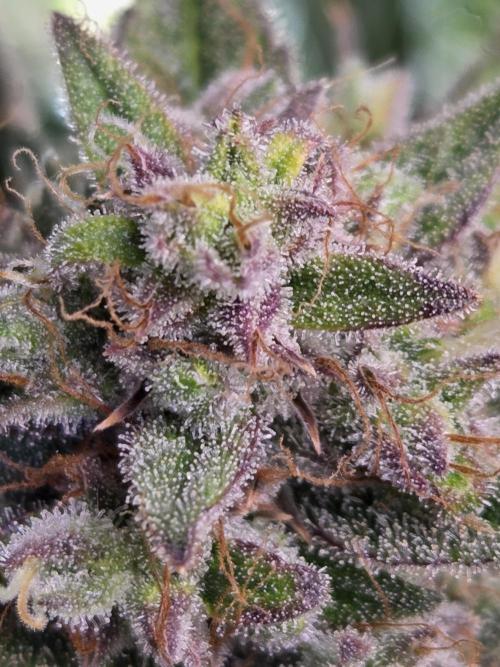 Cookies & Citrus Chronicles. Week 12