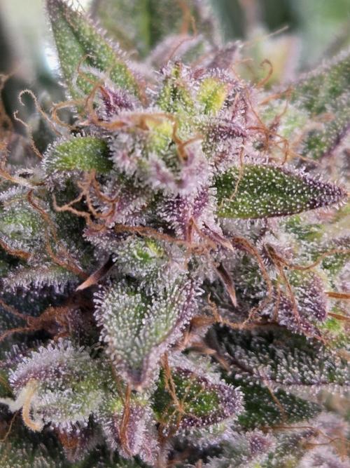 Cookies & Citrus Chronicles. Week 12