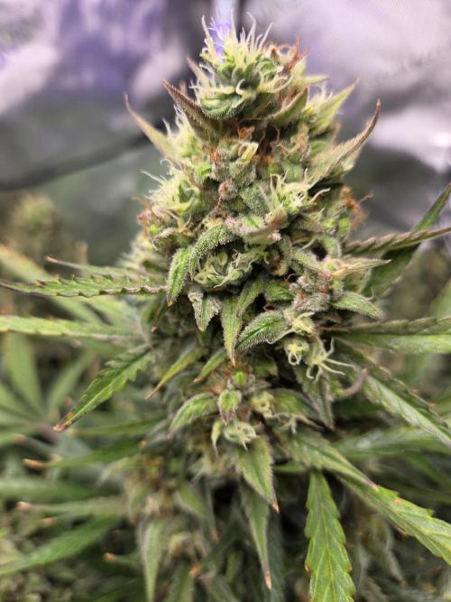 Cookies & Citrus Chronicles. Week 12
