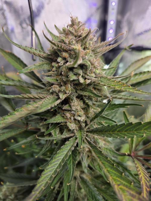 Cookies & Citrus Chronicles. Week 12