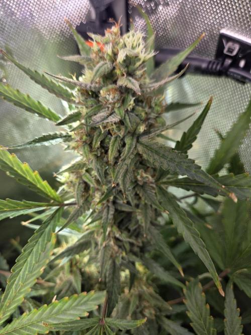 Cookies & Citrus Chronicles. Week 12