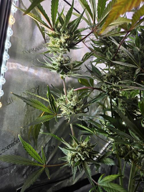 Cookies & Citrus Chronicles. Week 12