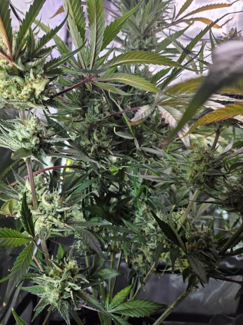 Cookies & Citrus Chronicles. Week 12