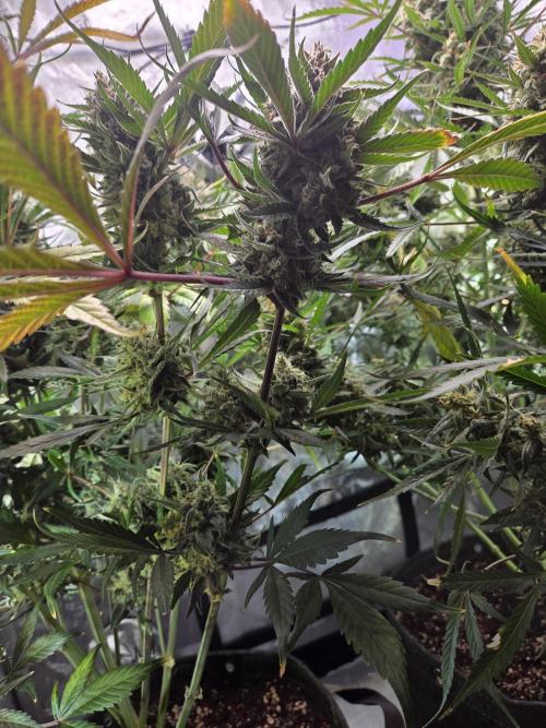 Cookies & Citrus Chronicles. Week 12