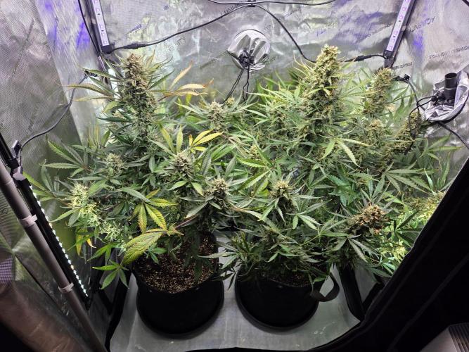 Cookies & Citrus Chronicles. Week 12