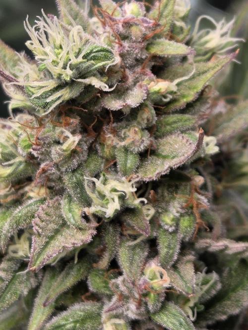 Cookies & Citrus Chronicles. Week 12