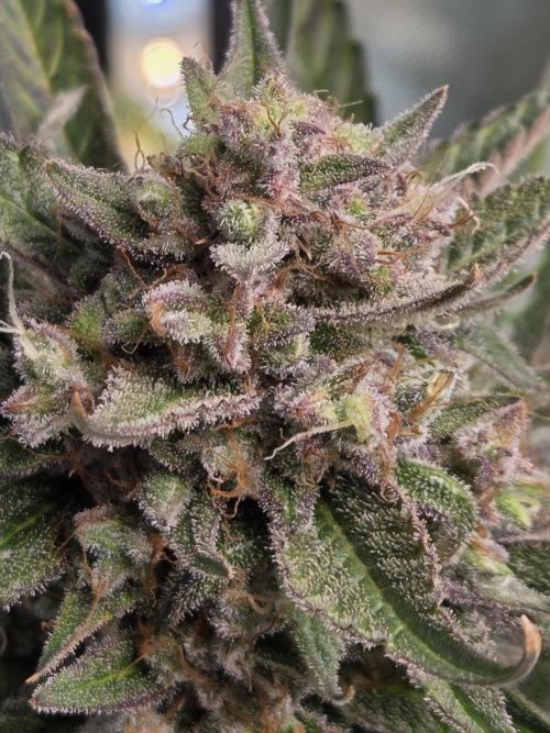Cookies & Citrus Chronicles. Week 12